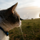 Image for article titled How To Take Your Cat Camping